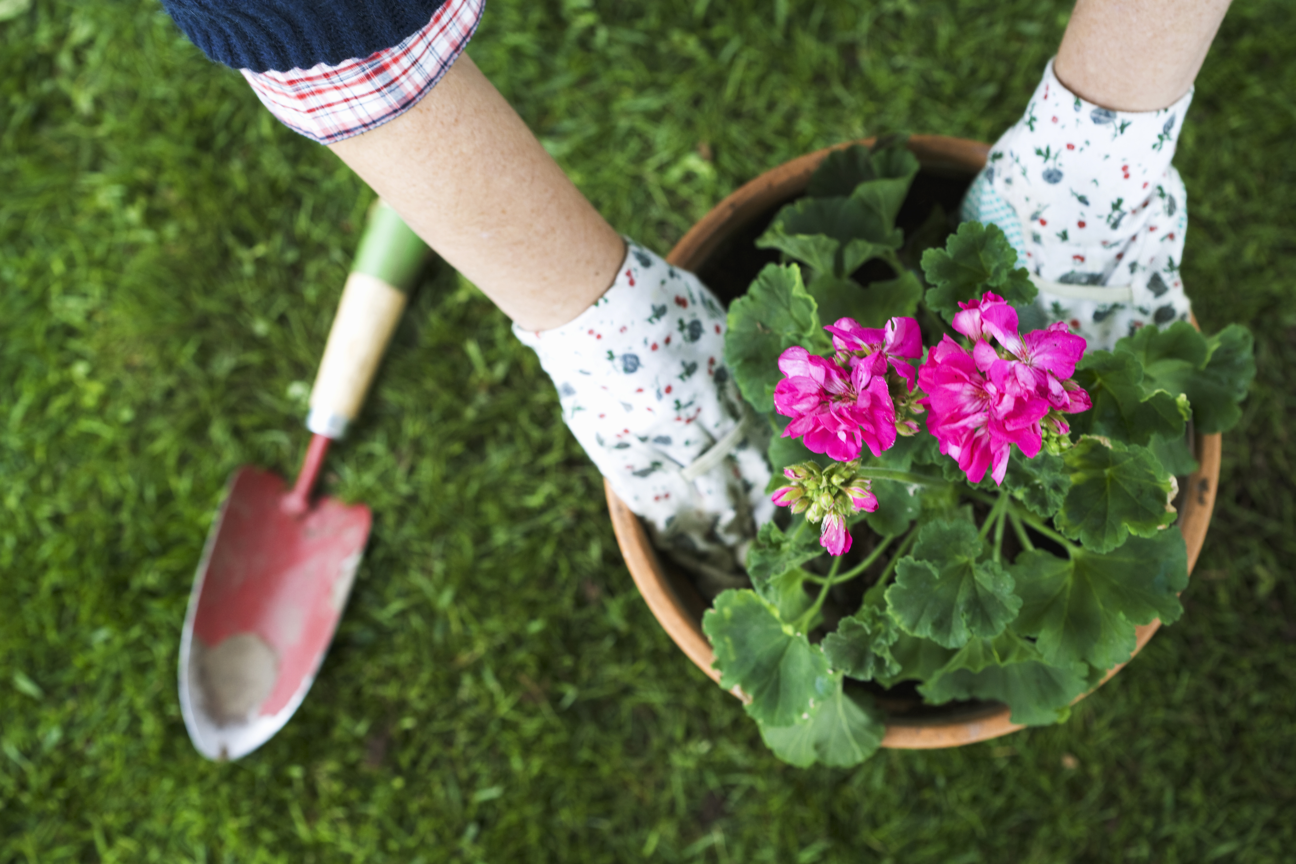 Händer som sätter blomma i en kruka utomhus